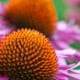 Flower with purple petals and a large orange and brown center, depicting beautiful nature that we are interconnected with
