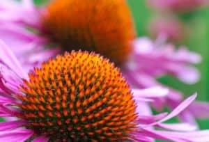 Flower with purple petals and a large orange and brown center, depicting beautiful nature that we are interconnected with