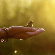 Outstretched hand gently holding a small bird in soft sunlight, symbolizing care for creation and peace