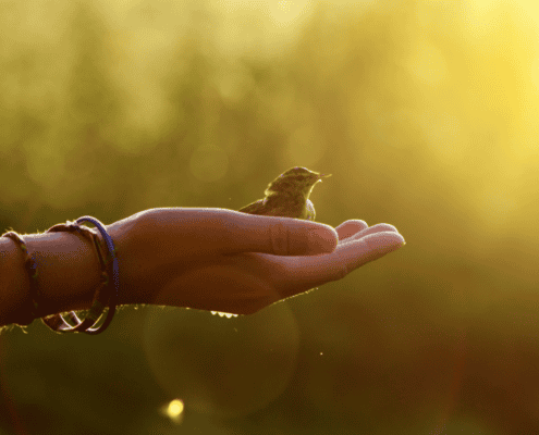 Outstretched hand gently holding a small bird in soft sunlight, symbolizing care for creation and peace