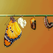 Butterfly chrysalis hanging to show Symbols of Your Creation prayer