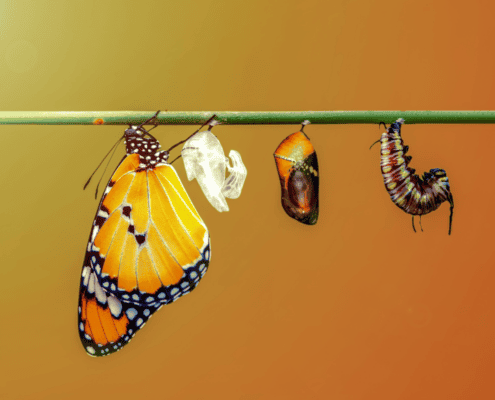 Butterfly chrysalis hanging to show Symbols of Your Creation prayer