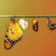 Butterfly chrysalis hanging to show Symbols of Your Creation prayer