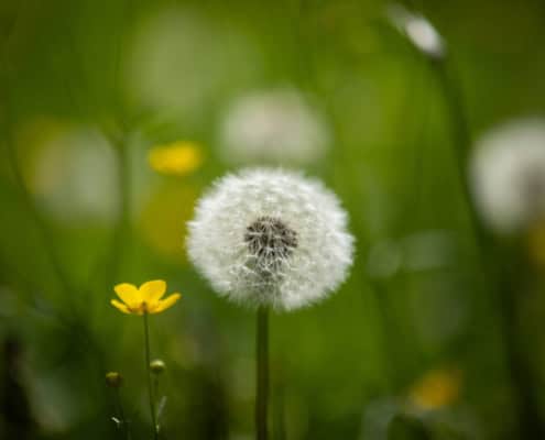 Close-up of a white dandelion puff surrounded by green grass and a small yellow flower in a sunlit field.
