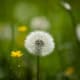 Close-up of a white dandelion puff surrounded by green grass and a small yellow flower in a sunlit field.